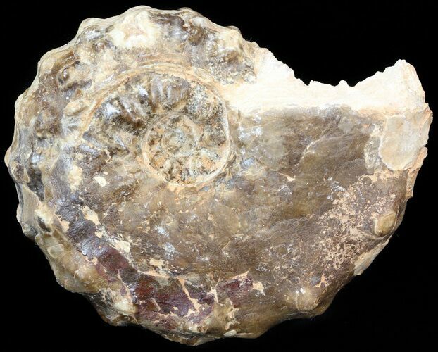 Mammites Ammonite - Goulmima, Morocco #44633